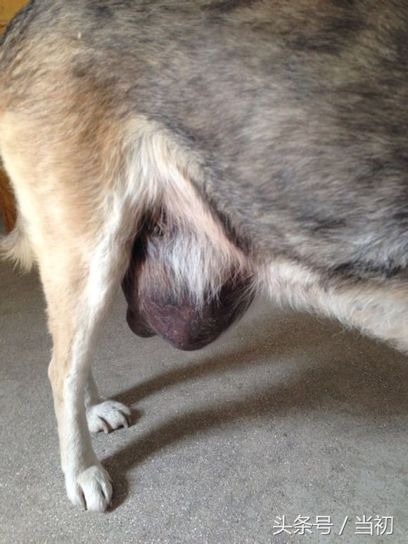 农村老汉在9岁老狗身上得到“狗黄金”，被人80万买走