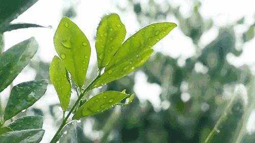 适合在屋里养有利于健康的植物,家里种植什么植物有助于健康