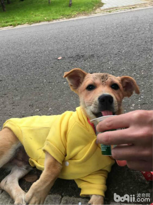 捡了一只土狗养大了,捡了一条流浪狗又把它放走了