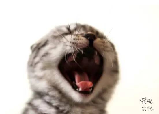 猫咪过于调皮如何调教,铲屎官进来看