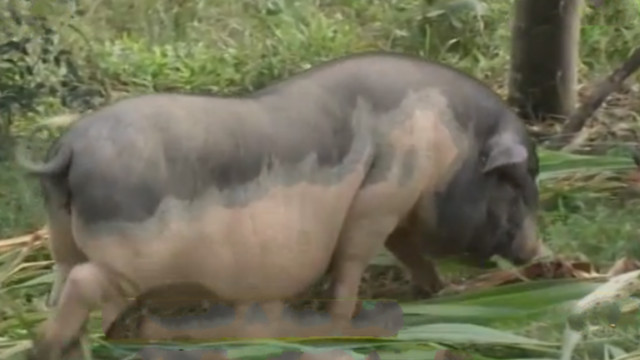 民间传说不杀五指猪,民间故事五指猪图片