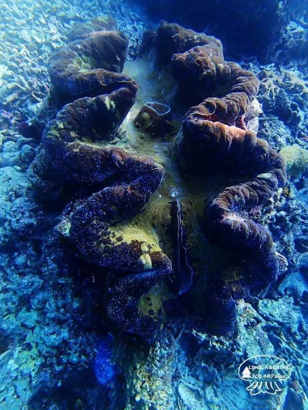 帕劳上帝水族馆介绍,帕劳上帝水族馆攻略