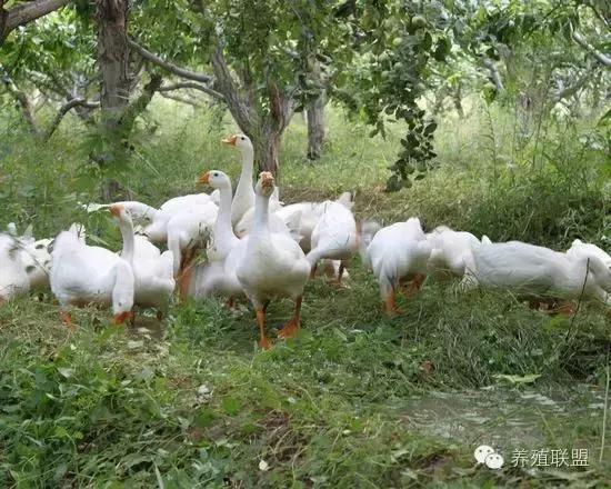 种草养鹅可以节省多少成本,种草养鹅技术及效益