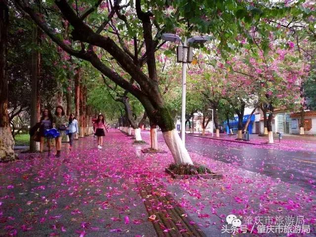 西大下了一场雨,美翻了整个肇庆!