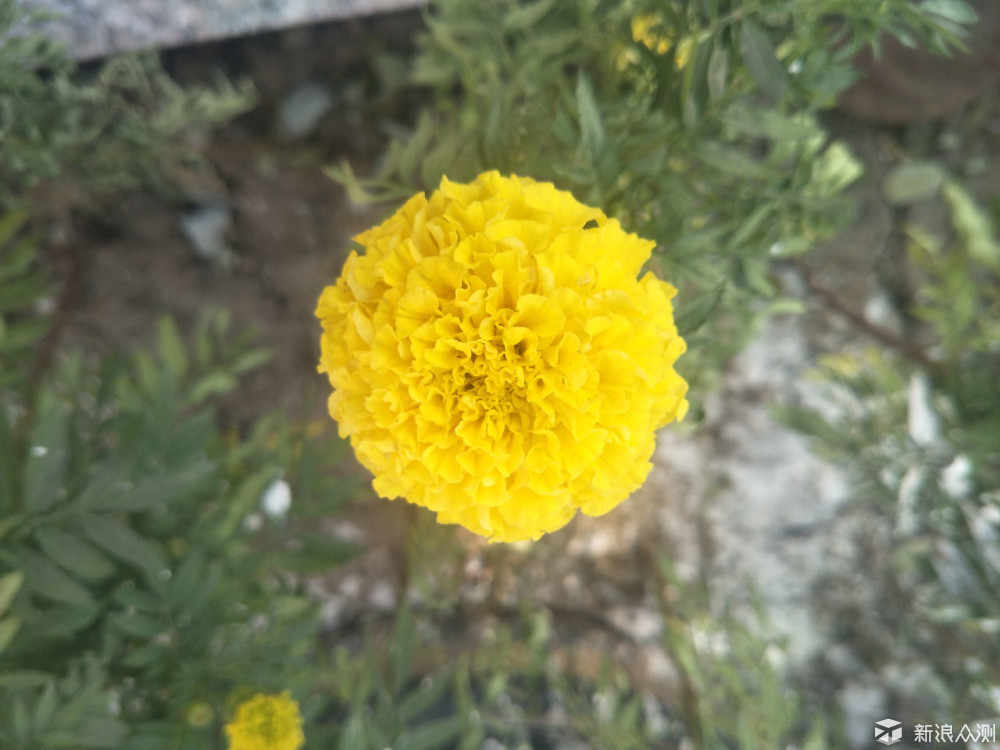 oppor9s值得入手吗,oppor9splus