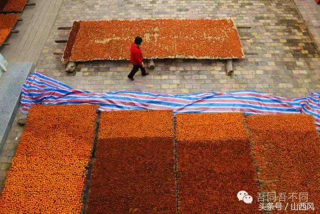 柿子冷落寒风里——稷山游子在深情回望