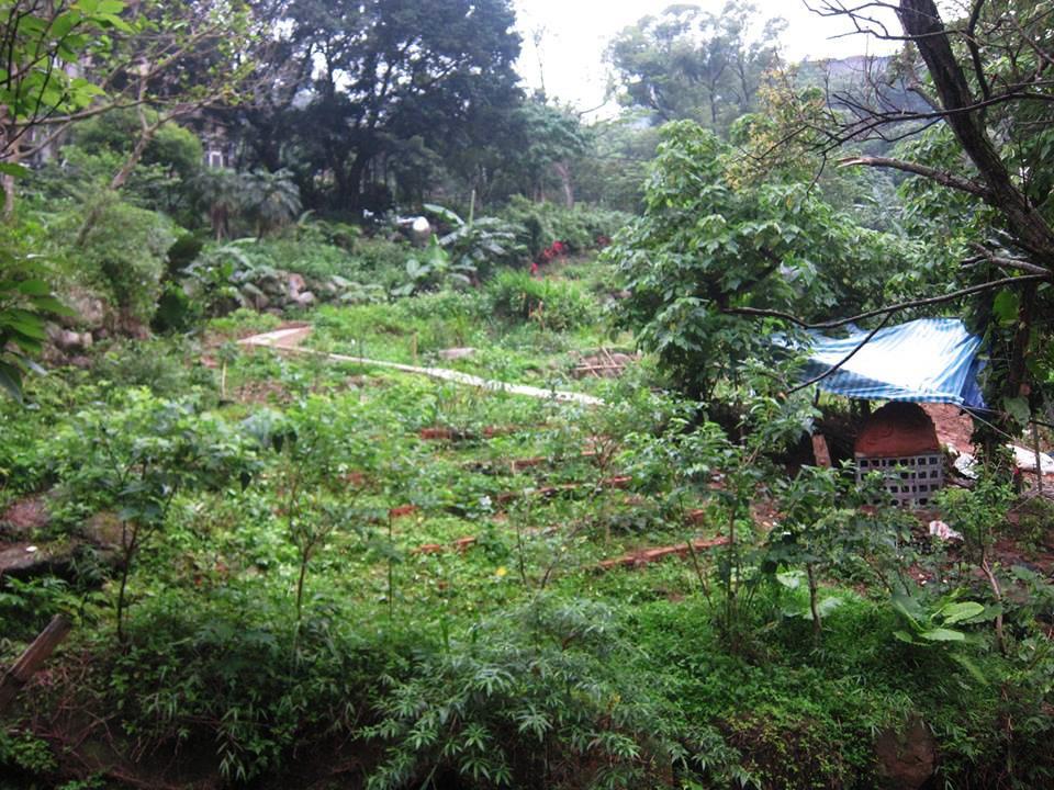 台湾首位园艺治疗师：当你照料植物，就是一种疗癒