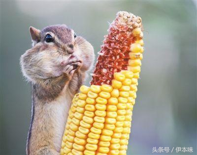 本味说：怎样才算是一个真正的吃货