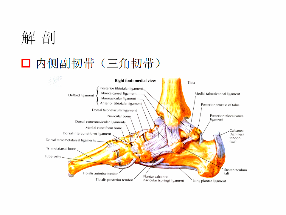 脚崴了怎么办判断是否骨折,脚崴了怎么办视频