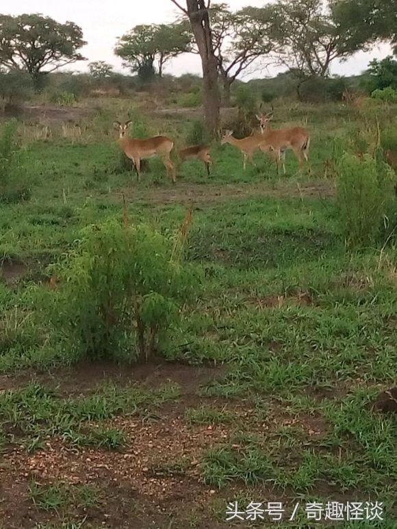 我在非洲工作的日子，给大家介绍下非洲的风土人情