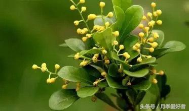 平常的日子送什么花比较好,夏秋季节送什么花合适呢