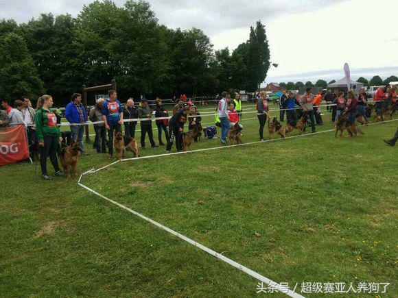 2017年德国牧羊犬犬展,sv德国牧羊犬本部展