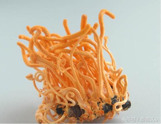 金虫草与冬虫夏草有什么区别,金虫草是植物吗