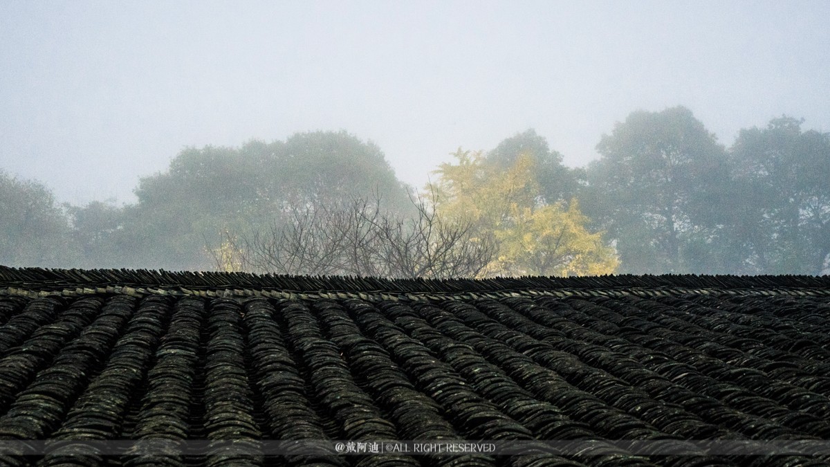 今年最后银杏金秋，现在出发还来得及！