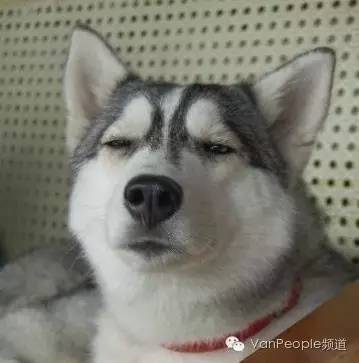 加拿大留学生人数排名,加拿大留学生什么级别