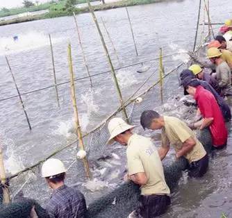 罗非鱼四川过冬的方法,浙江罗非鱼能过冬吗