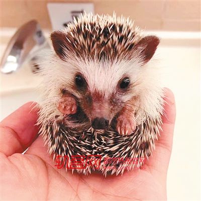 90后小伙养蝎,90后小伙养昆虫