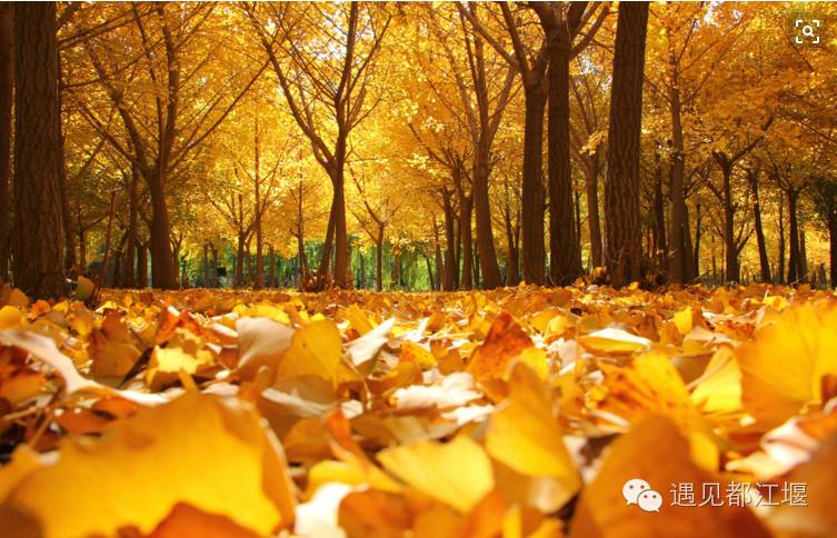 成都西部银杏第一村 (成都市周边哪里的银杏最多最美)