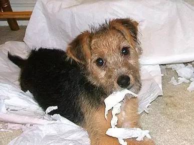 宠物征集活动,宠物征集令