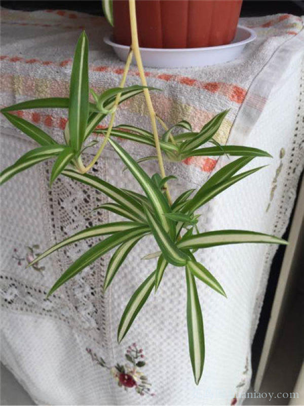 青叶吊兰水培方法和注意事项,怎样水培金边吊兰又可以养鱼