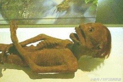 真实的河童是什么动物,黄河有什么动物