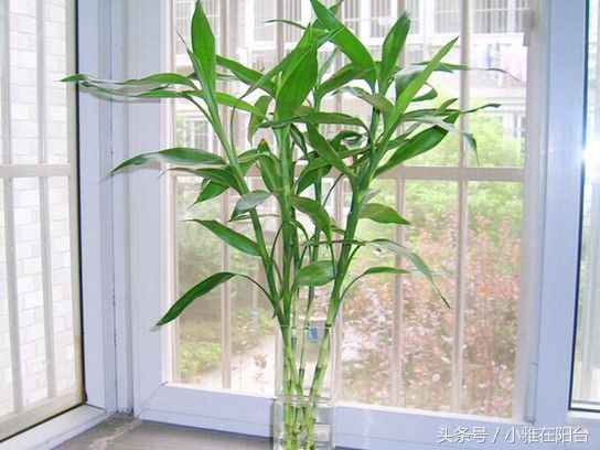 富贵竹发黄了怎么办才能救活,富贵竹叶子发黄长了根怎么救