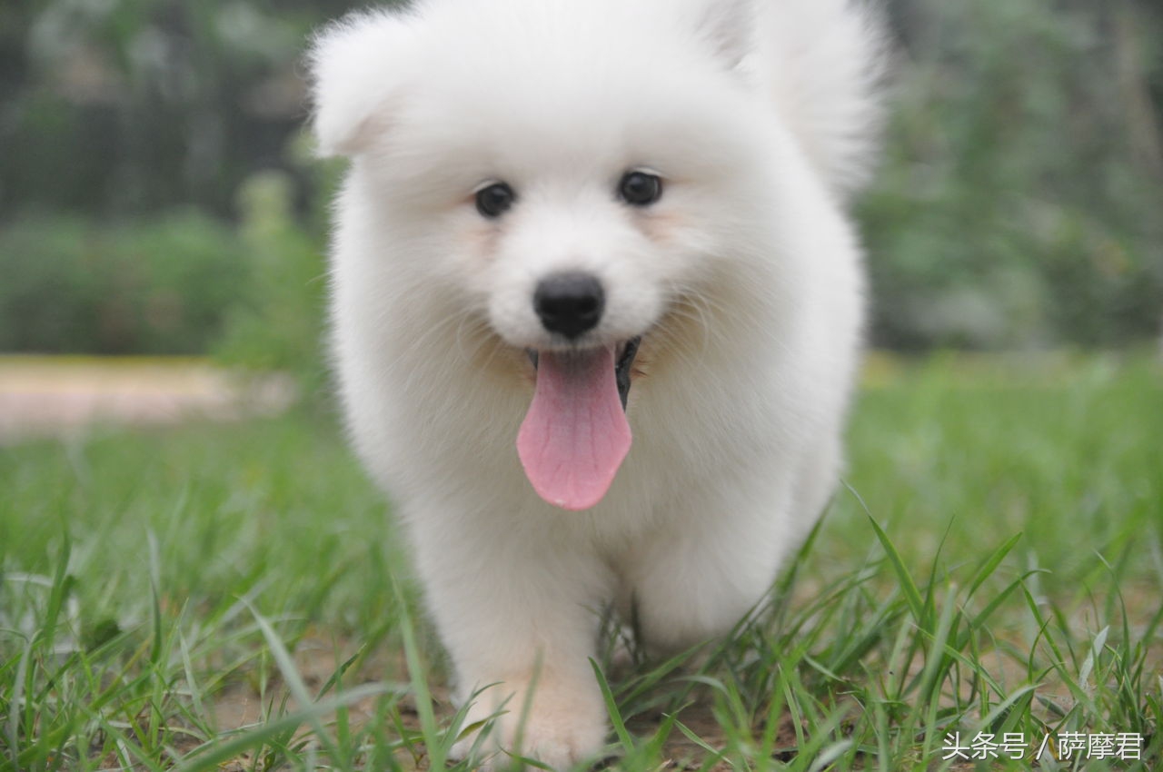 萨摩耶犬训练零食,萨摩耶护食狗训练