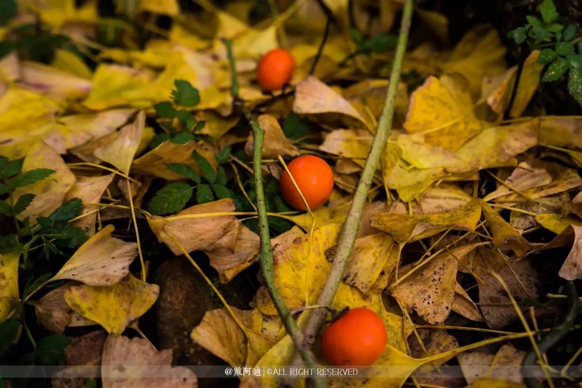 今年最后银杏金秋，现在出发还来得及！