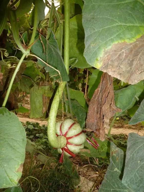 葫芦和如意哪个寓意更好,有寓意福禄满满的小葫芦
