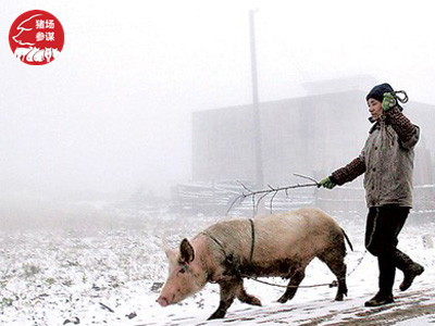 丁磊养猪模式,养猪大户丁磊现在在哪