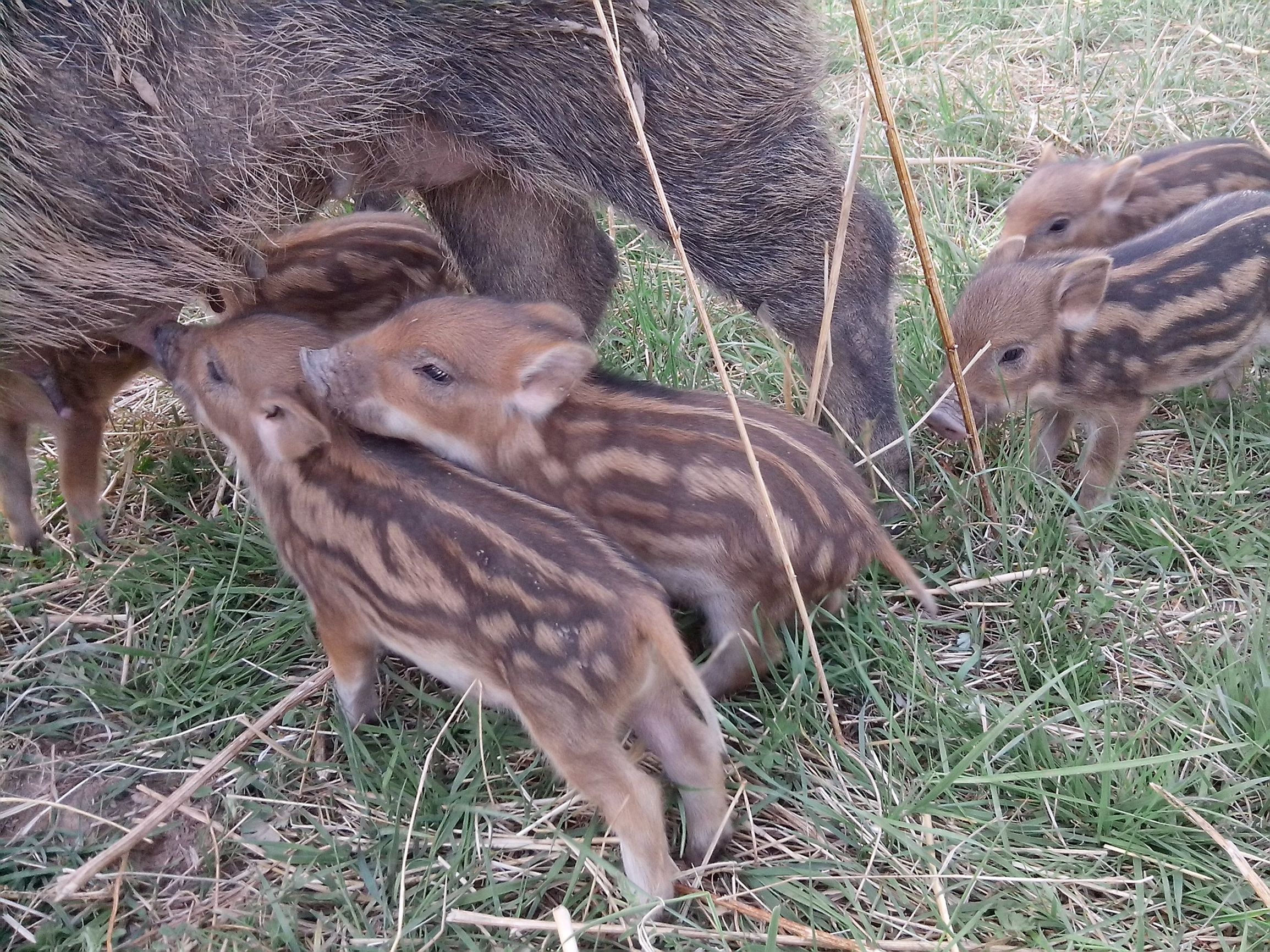 养特种野猪家庭农场致富指南,野猪创业致富