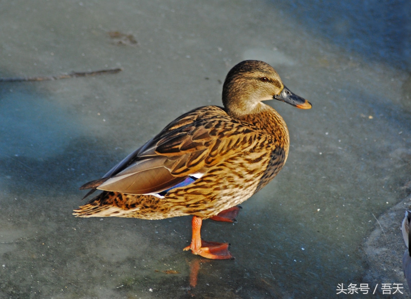 广东干货特产有哪些,正宗广东特产鸡仔饼