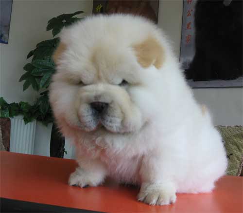 萌宠类简介,萌宠成长系列松狮犬