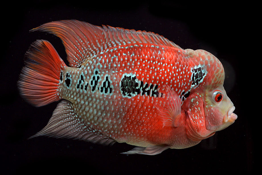 罗汉鱼怎么饲养为最佳,罗汉鱼正确饲养技巧图解