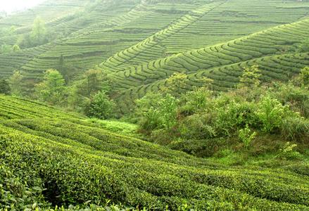 藏在深山无人识,石台县原始森林