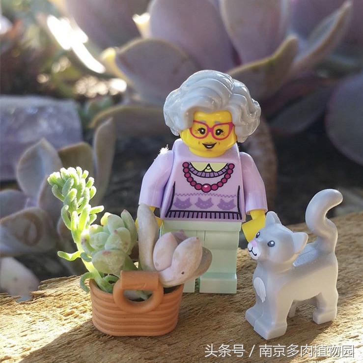 乐高积木成人款植物多肉,小玩具乐高