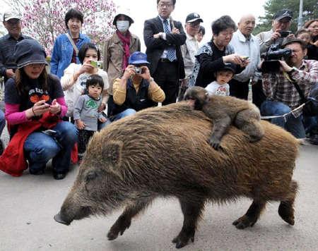 冷冻活鱼是不是太残忍,日本溜冰场冻活鱼