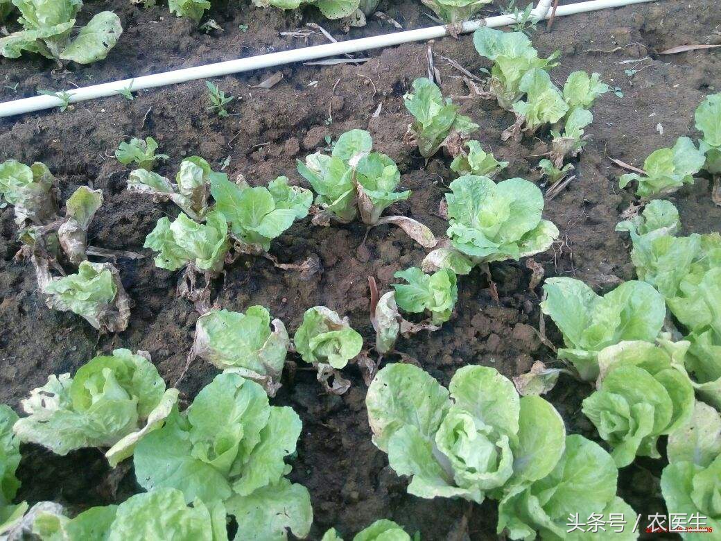小白菜叶子烂了是什么原因,小白菜根部烂掉是怎么回事