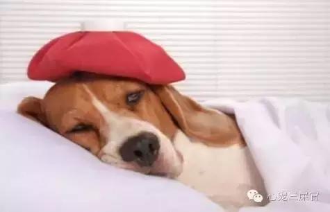 14岁的狗狗成天咳是什么原因,狗狗一直咳嗽还咳出血怎么回事