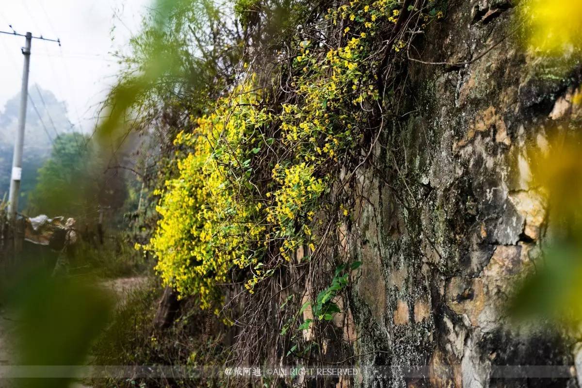 今年最后银杏金秋，现在出发还来得及！