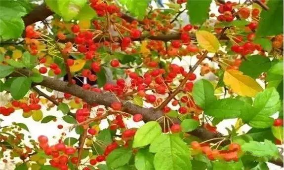 东北人的最爱,东北人的最爱东北大冻梨