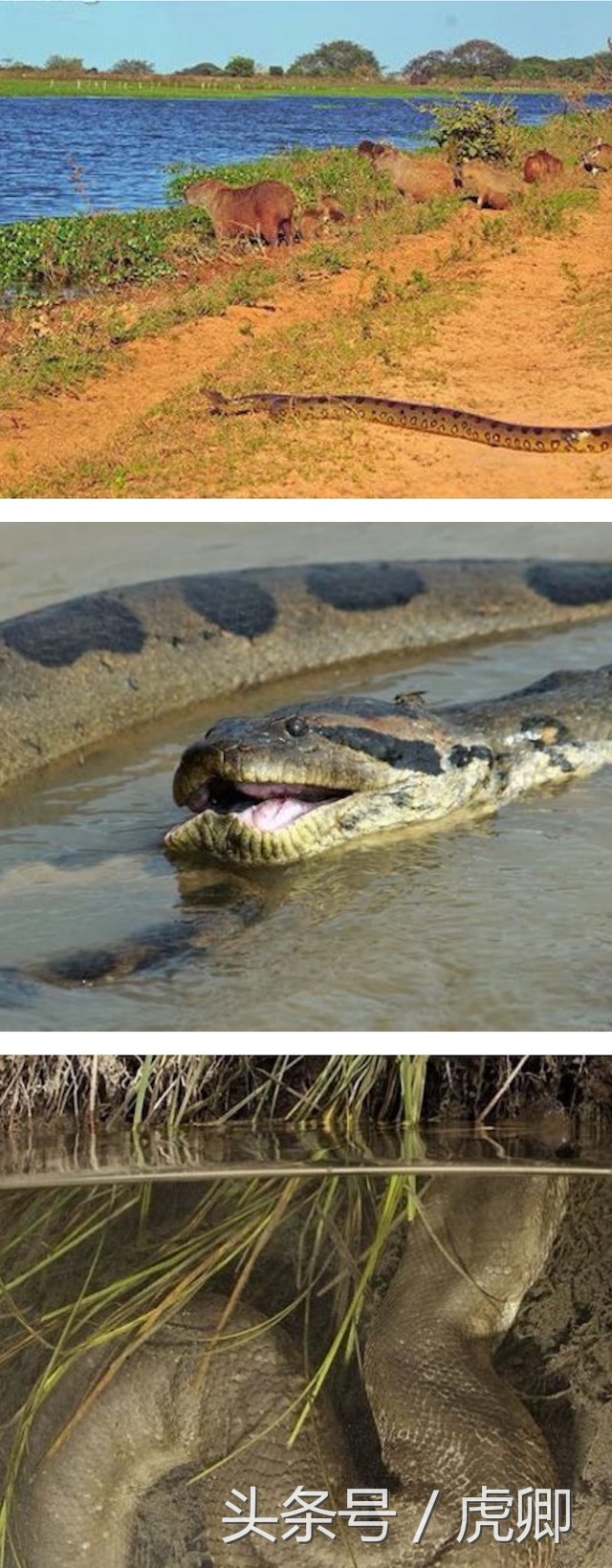 亚马逊森蚺的最大真实纪录,最大的森蚺40米