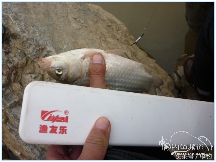 虎岭钓鱼路亚,虎岭钓鱼场