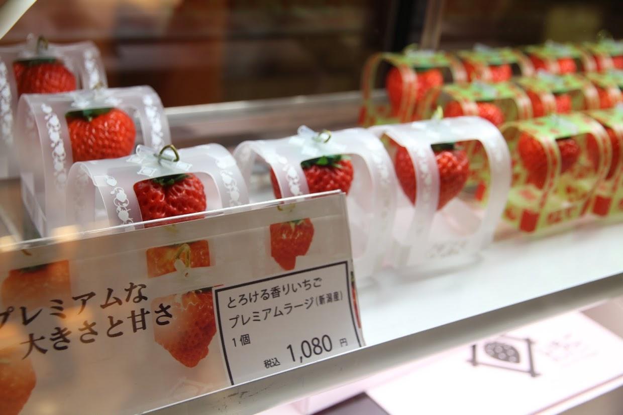 京都银杏图虫旅行,手绘研学旅游日记