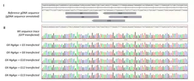 河北科技大学韩春雨最新发表论文,韩春雨论文造假事件