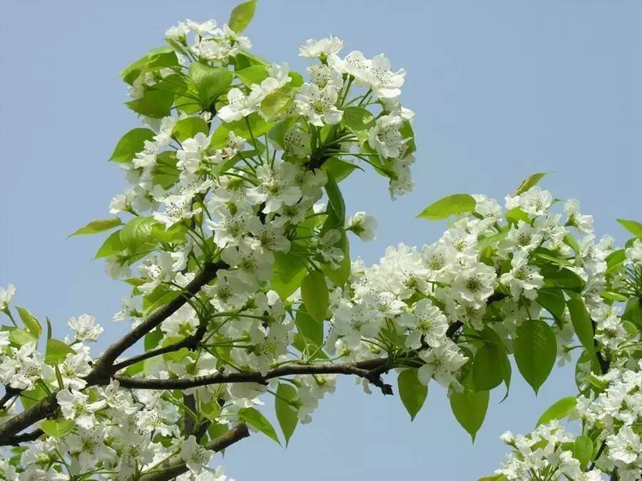 善良纯朴的中国女人,淳朴的女人有多漂亮