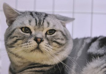 猫咪尿不出来！主人急坏了