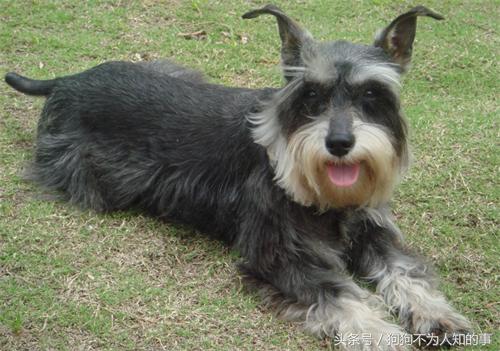 雪纳瑞吐稀怎么办,雪纳瑞吐黄水怎么回事