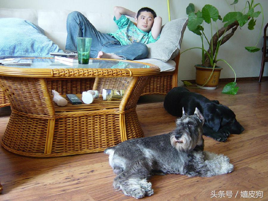 大狗黑色黄色,大狗黑灰色