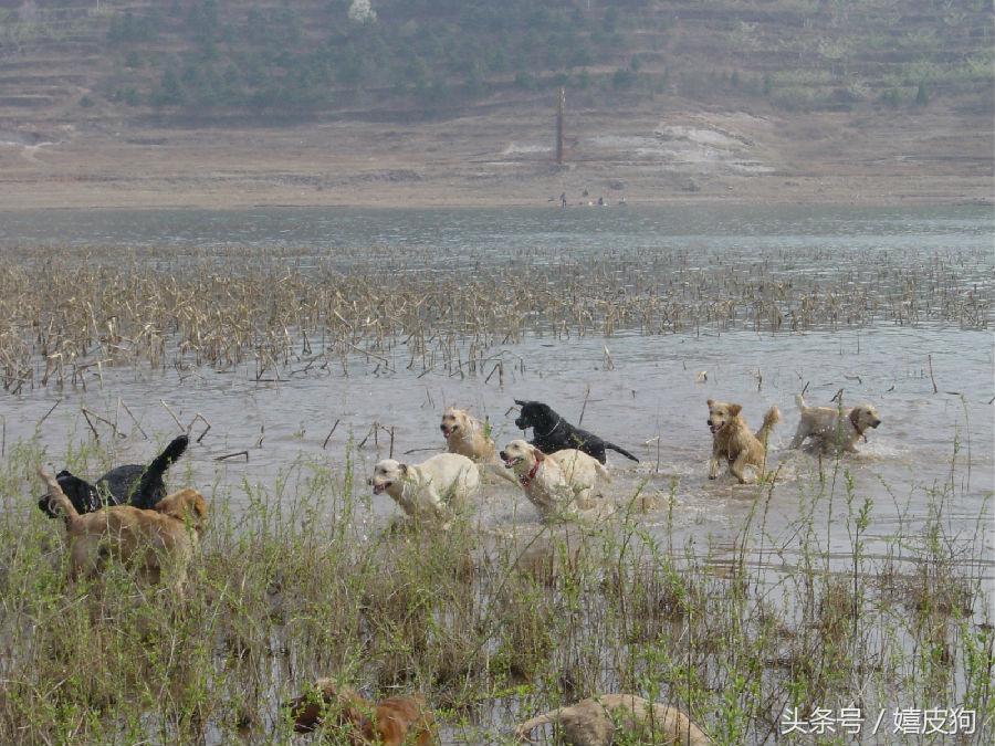 大狗黑色黄色,大狗黑灰色